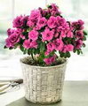 Indian Azalea